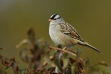 WHITE-CROWNED SPARROW.