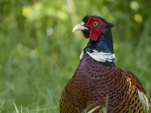 Phasianus colchicus.