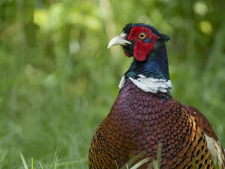 aratta - Phasianus colchicus.. . Zdjęcie 326465