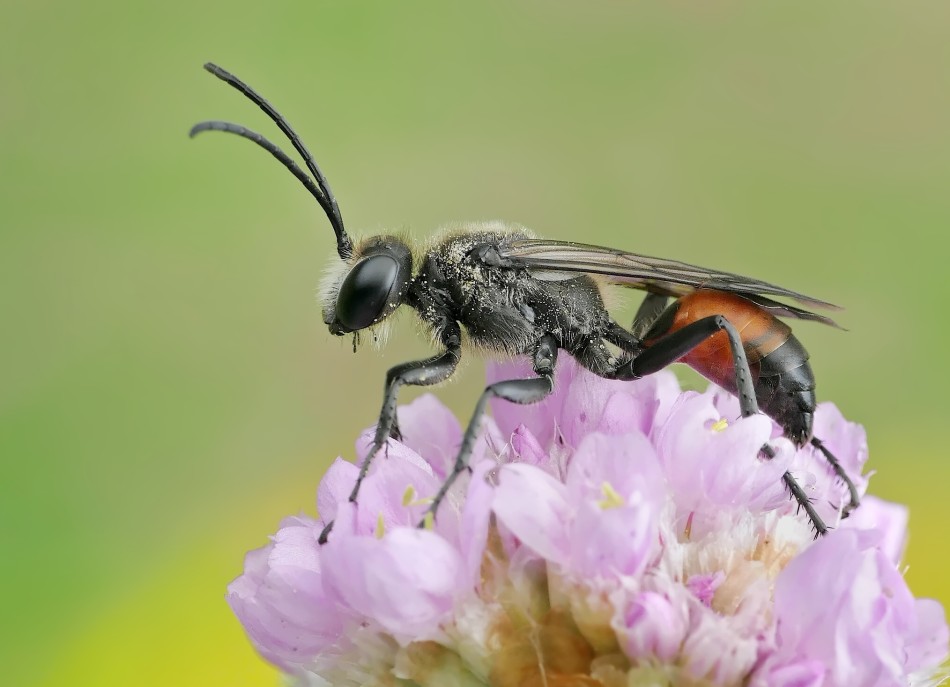 Owad na kwiatku w zbliżeniu - piękno natury. PE proszę. Zdjęcie 338862