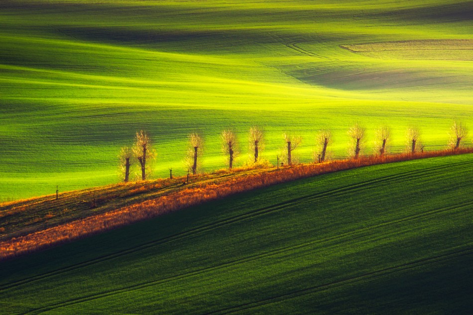 Morawskie pola. . Zdjęcie 339479