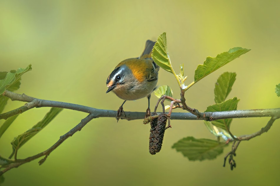 Zniczek w listkach. . Zdjęcie 338230