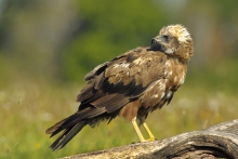 Błotniak stawowy 