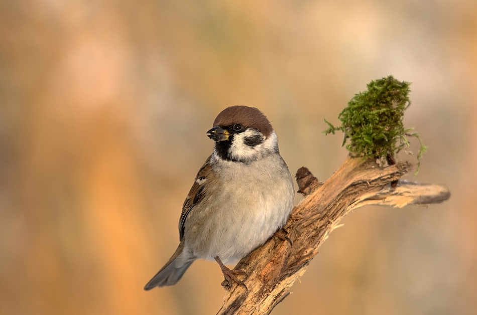 roman53 - Mazurek. . Zdjęcie 309917