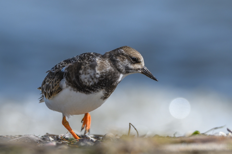 tomeq67 - Kamusznik.. . Zdjęcie 304966