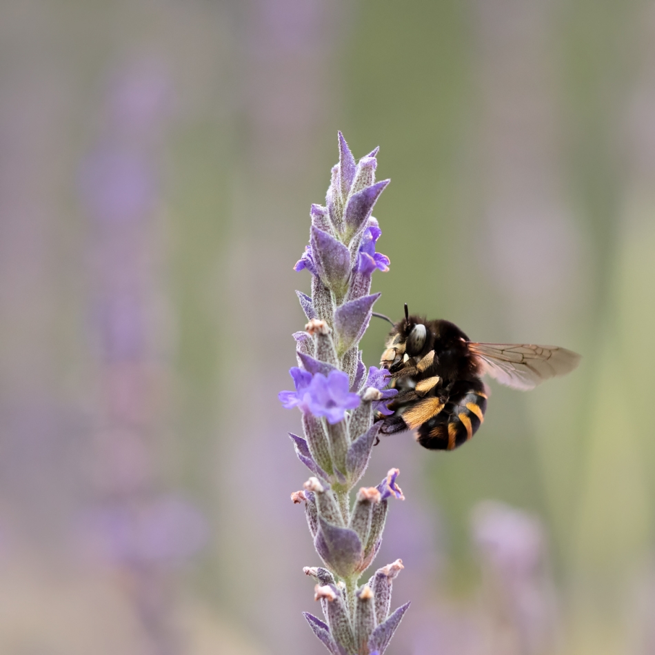 assalga - Zapach lawendy. Porobnica maderska (Amegilla maderae vel Anthophora maderae). Zdjęcie 328060