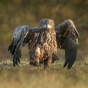 Bielik