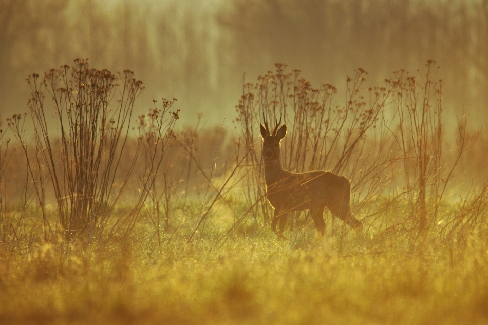 scots - w złotym poranku. Beskid Niski. Zdjęcie 308868