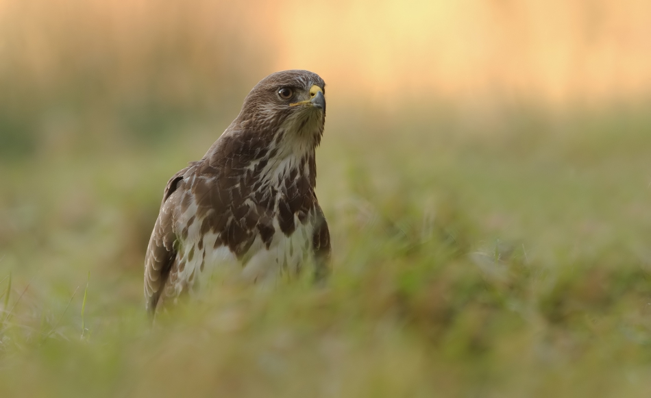 fotorom - Myszołów (Buteo buteo). PE. Zdjęcie 279824