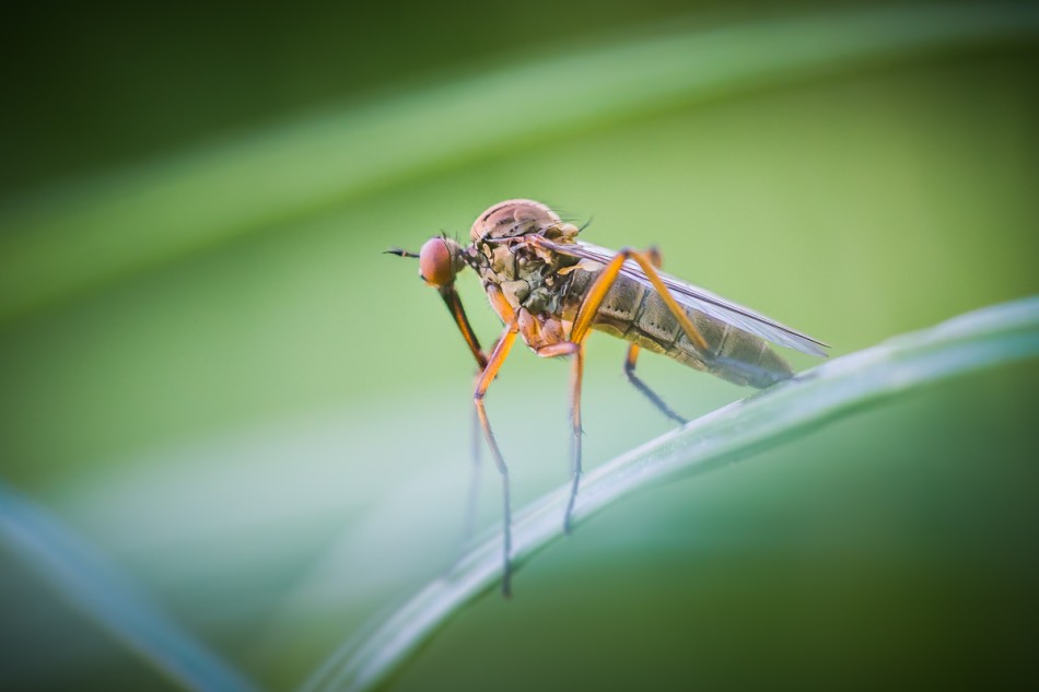 Wujek żółtaczek. . Zdjęcie 338051