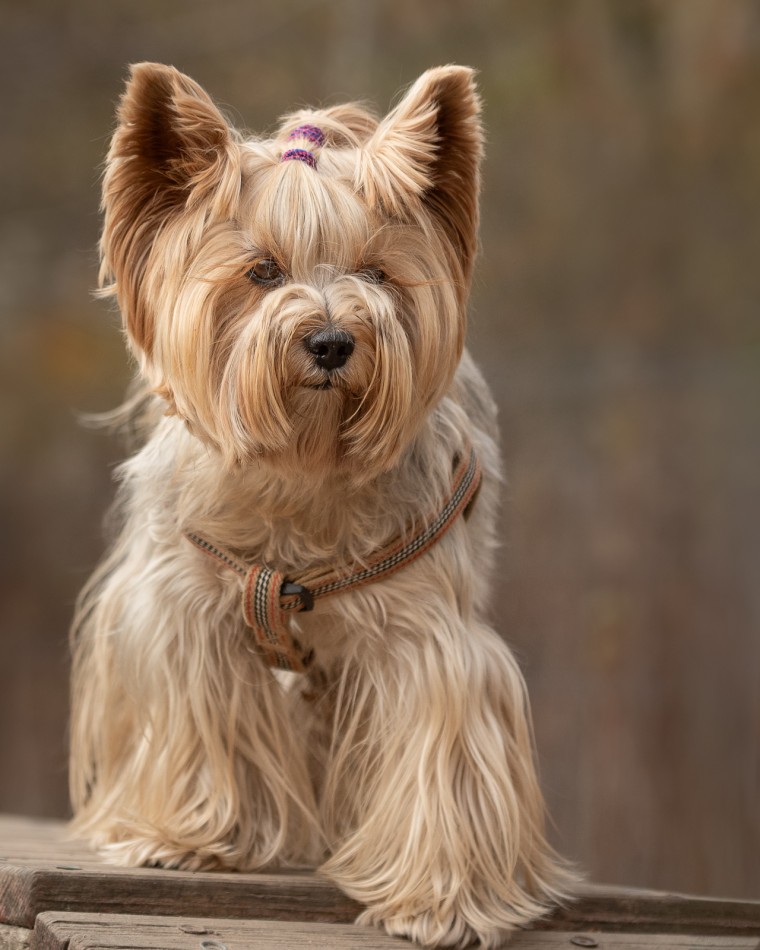 Urokliwy Yorkshire Terrier na tle natury. . Zdjęcie 339141