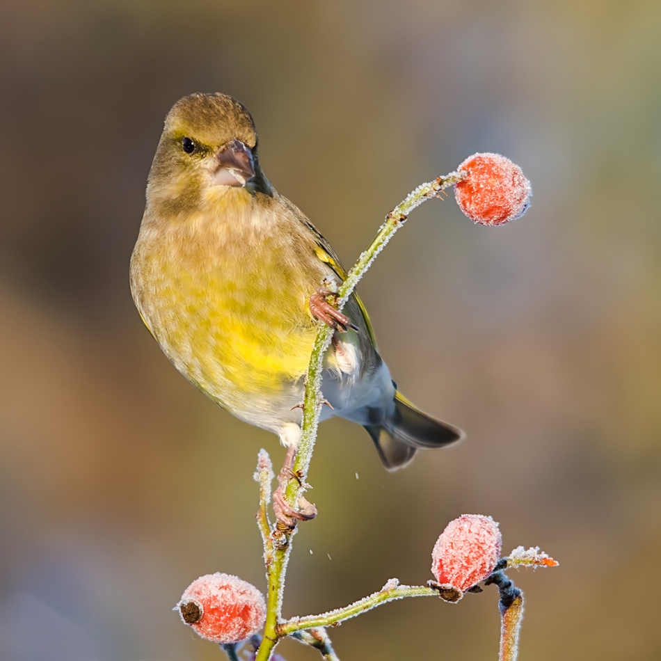 roman53 - Dzwoniec. . Zdjęcie 311130