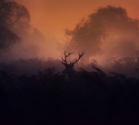 October Rust...