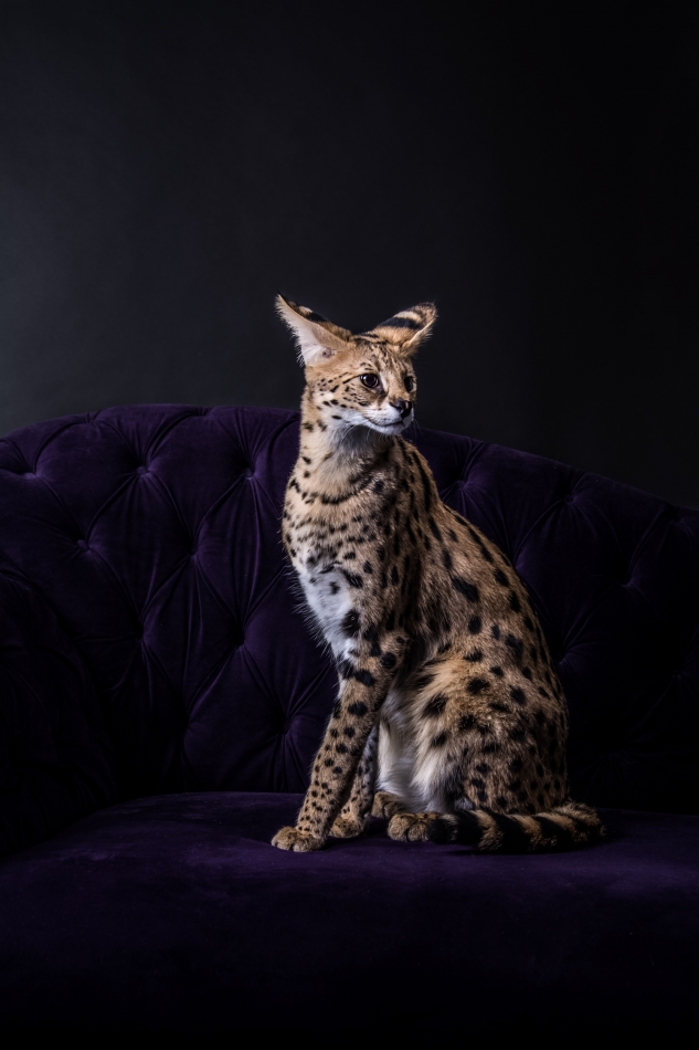 zkumeku - Savannah. . Zdjęcie 320632