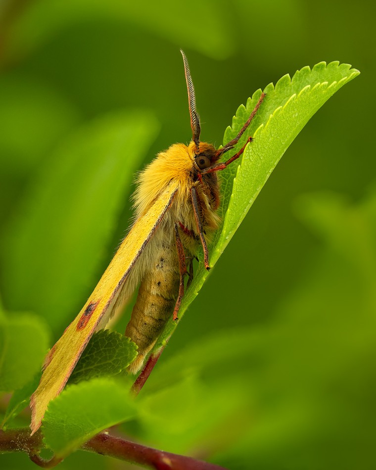 Niedźwiedziówkia jastrzębica. . Zdjęcie 339400