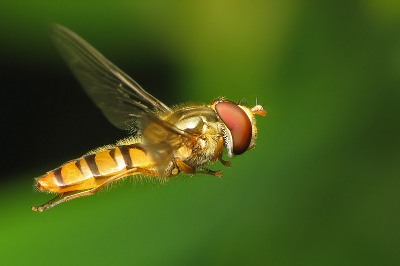 dzafoto - . . Zdjęcie 144695