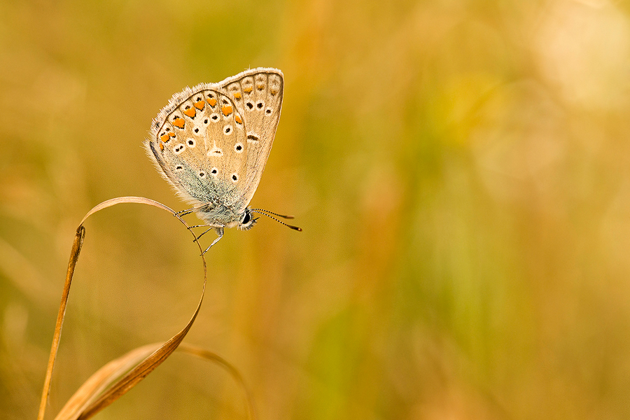 dzafoto - }{. . Zdjęcie 132243