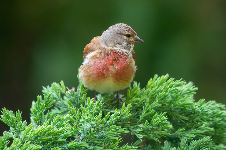 roman53 - Makolągwa. . Zdjęcie 324882