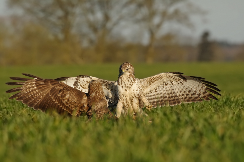 przyb - Posuszymy piórka???. . Zdjęcie 194999