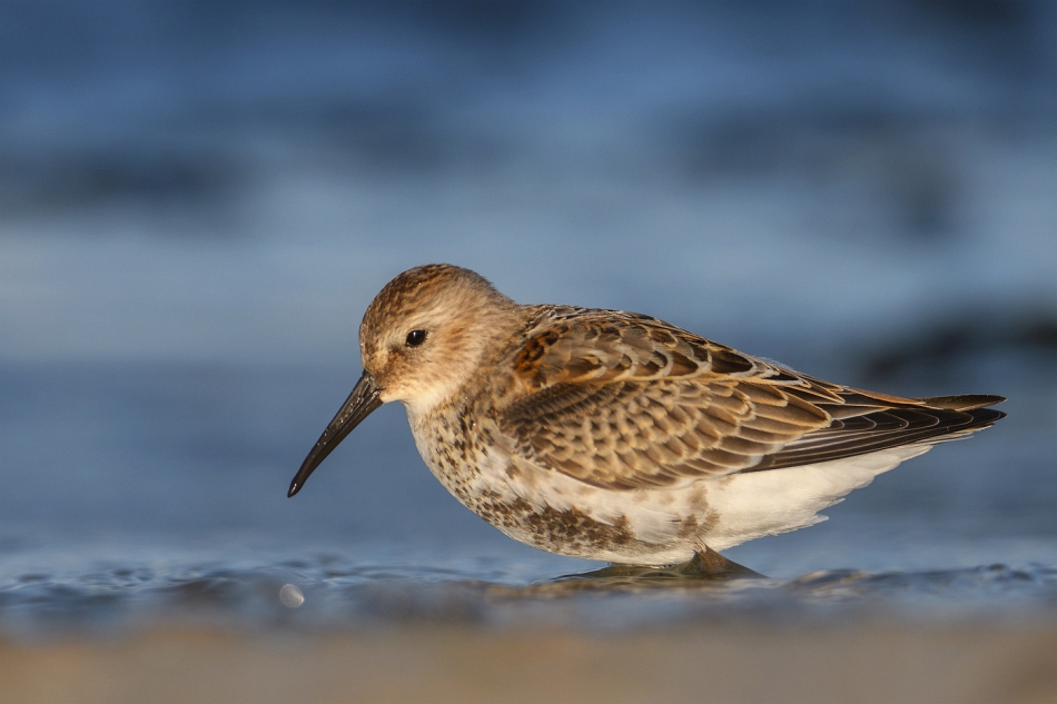 tomeq67 - Biegus zmienny.. . Zdjęcie 300032