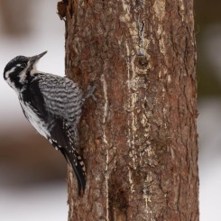 Dzięcioł trójpalczasty 