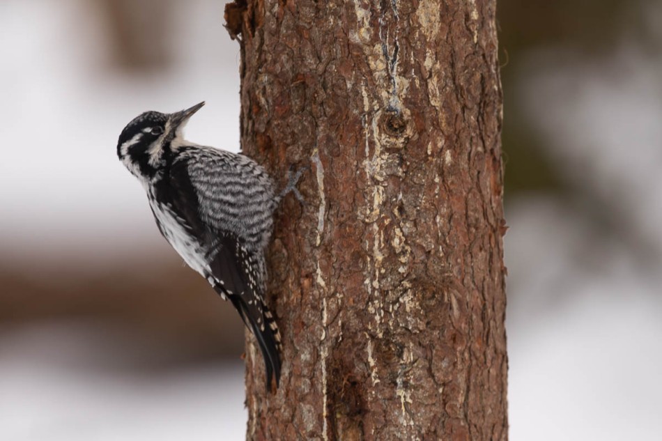 Dzięcioł trójpalczasty . . Zdjęcie 338177