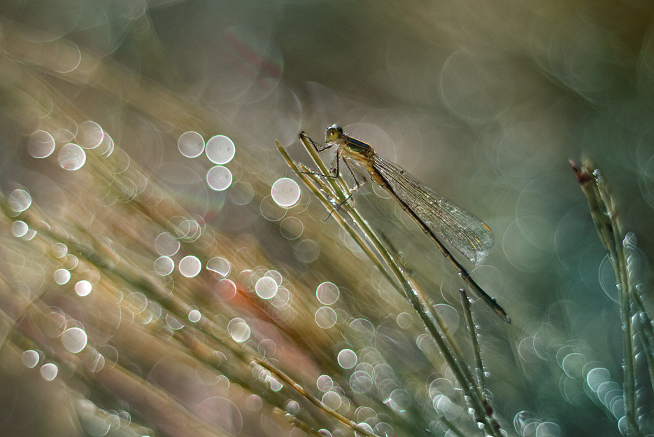 agnez - Zanurzyć się w chłodzie poranka.... M42. Zdjęcie 129597
