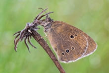 Aphantopus hyperantus