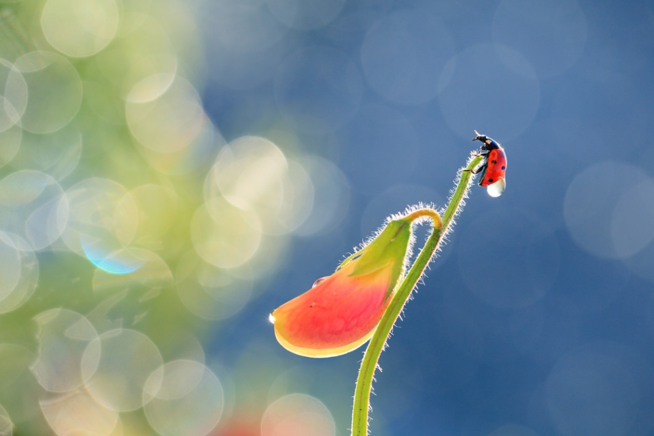 bluejeans - Kropelka. . Zdjęcie 159711