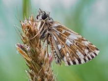 Pyrgus malvae