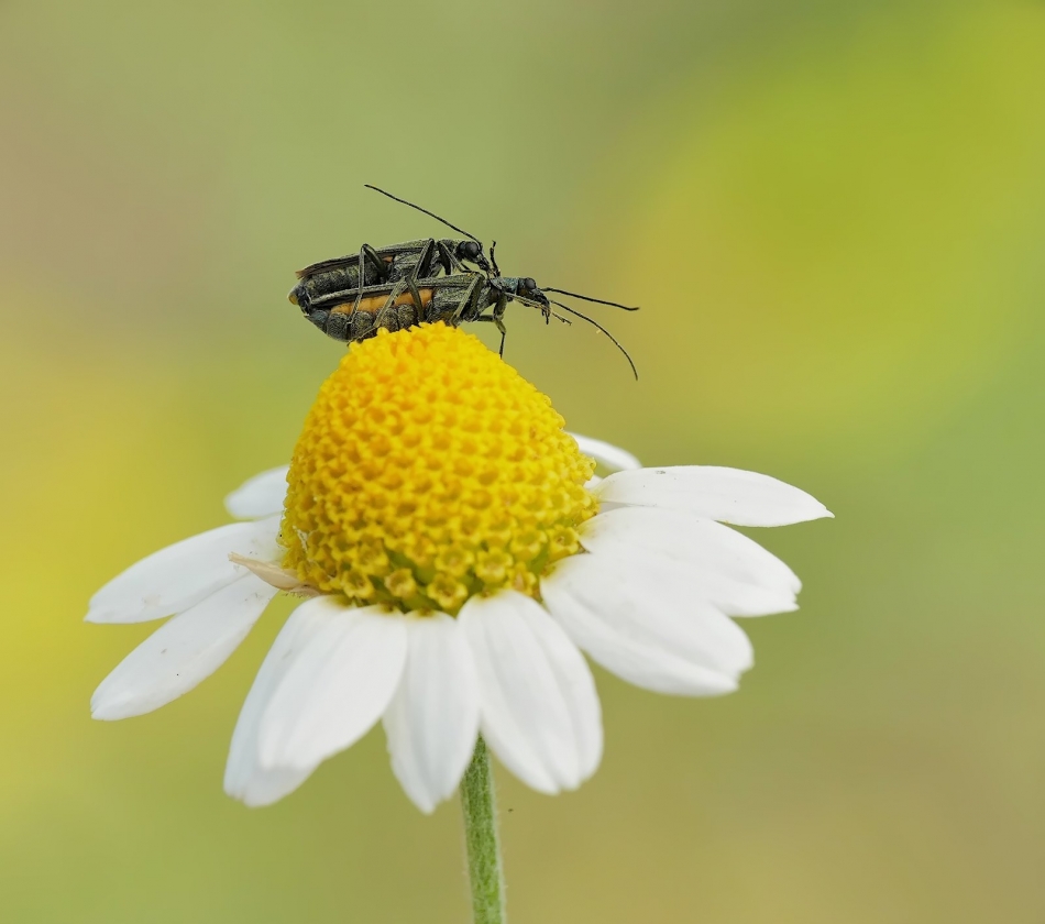 keni - Oedemera virescens. PE proszę. Zdjęcie 324789