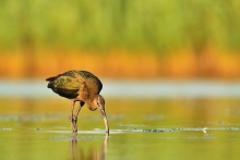 Ibis Kasztanowaty