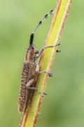 Agapanthia villosovirid...