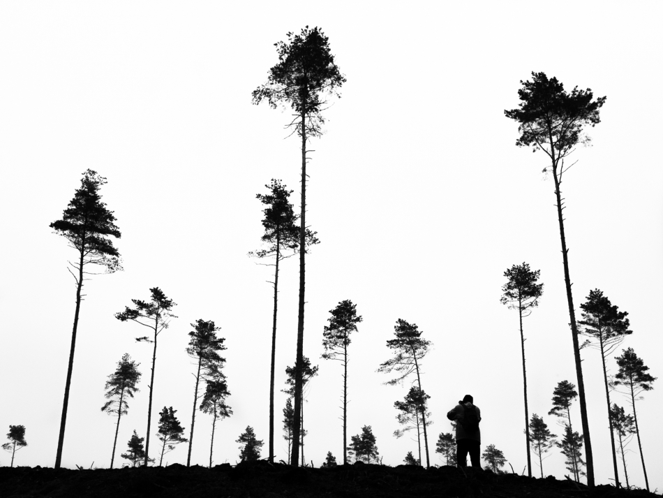 Wśród sosen. . Zdjęcie 336872