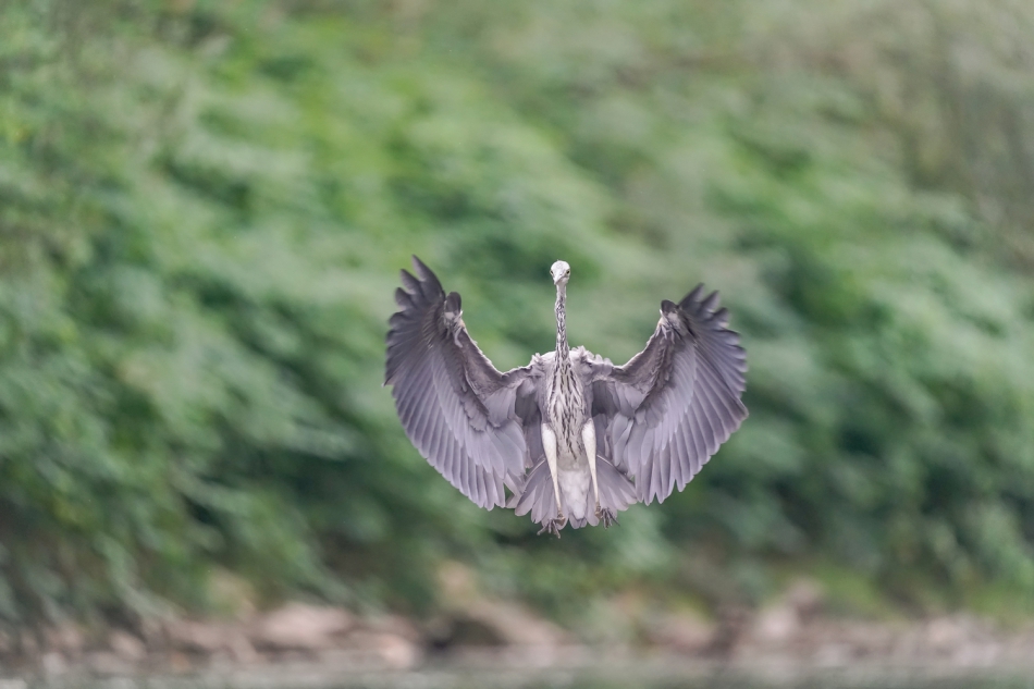 amigamedia - Czapel rzeczny.  Czapla siwa (Ardea cinerea) Przyroda naszego regionu - Skoczów. Sony ILCE-9+Sony SEL200600G FE 200-600mm f/5.6-6.3 G OSS. Przysłona: f/6,3; Czas ekspozycji: 1/640 s; ISO: 4000; Ogniskowa: 600 mm.. Zdjęcie 316720