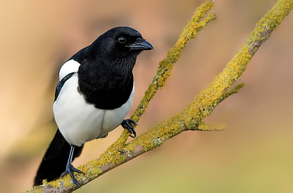 roman53 - Sroka. . Zdjęcie 319061