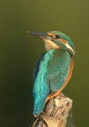 Zimorodek 