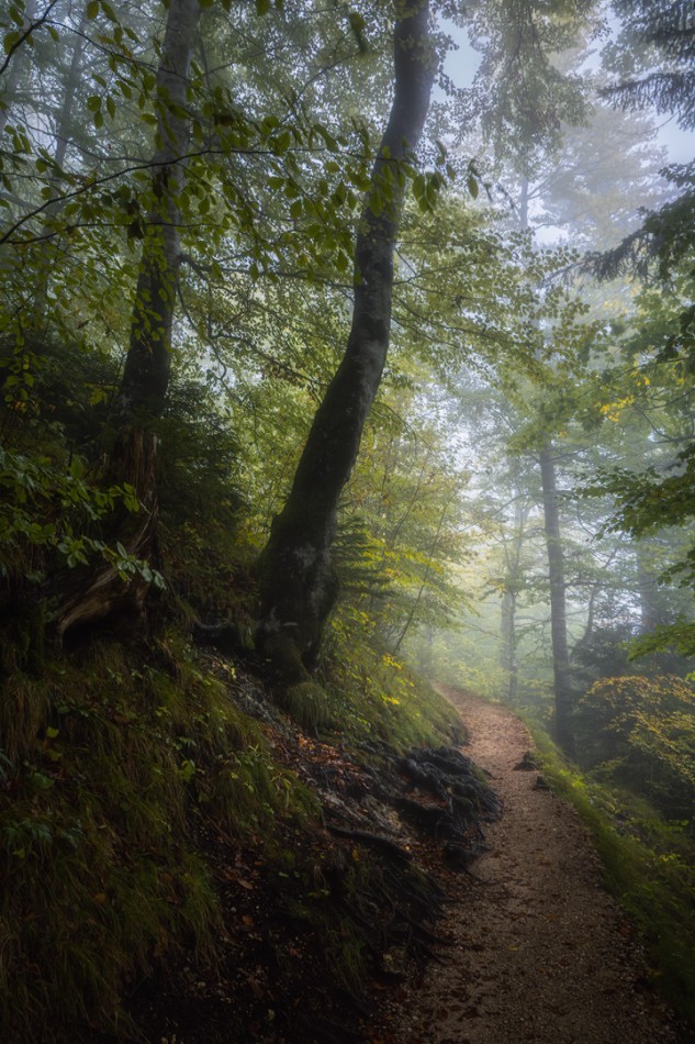 Leśne klimmaty. . Zdjęcie 337569