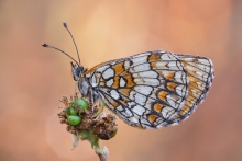 Atalia