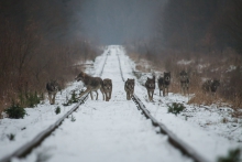 Maszerują wilki 