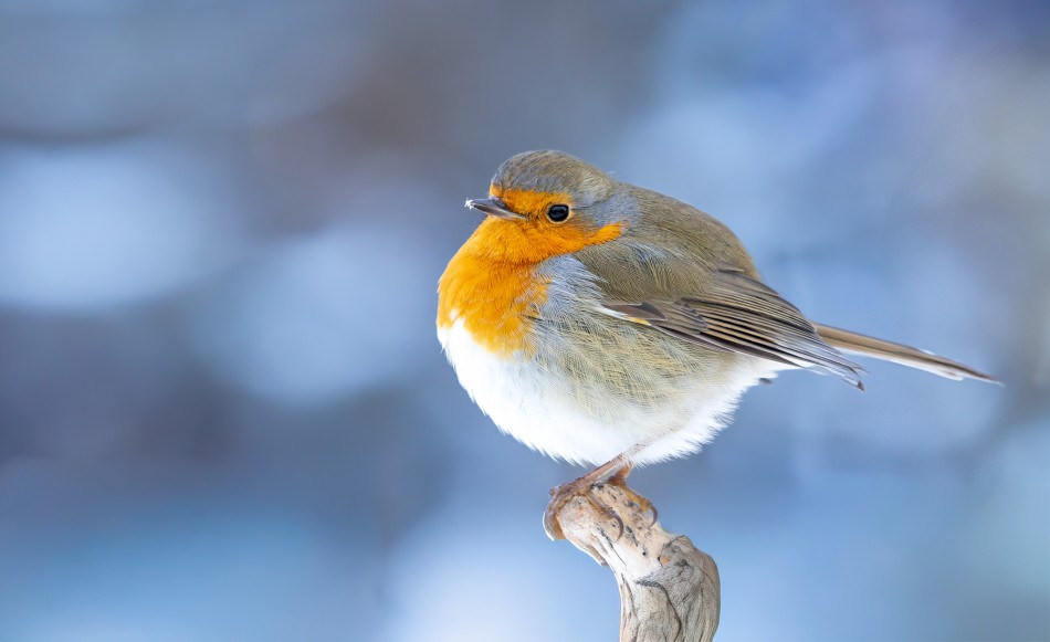 roman53 - Rudzik. . Zdjęcie 338665