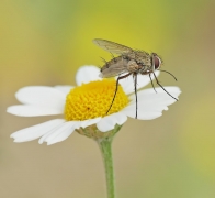 Mucha domowa (Musca dom...