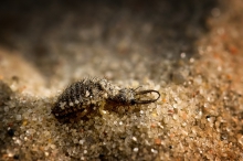 Mrówkolew