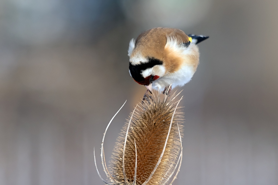 roman53 - . . Zdjęcie 297080