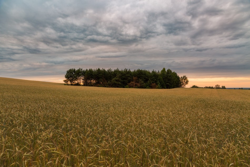 Pola uprawne. Sławno (woj. łódzkie). . Zdjęcie 337475