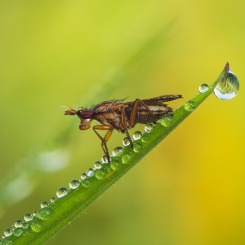 Muszka z rodzaju Limnia