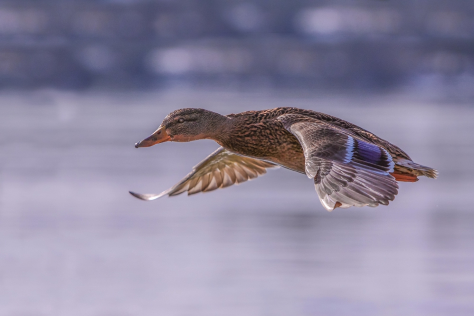 janish - . . Zdjęcie 159271