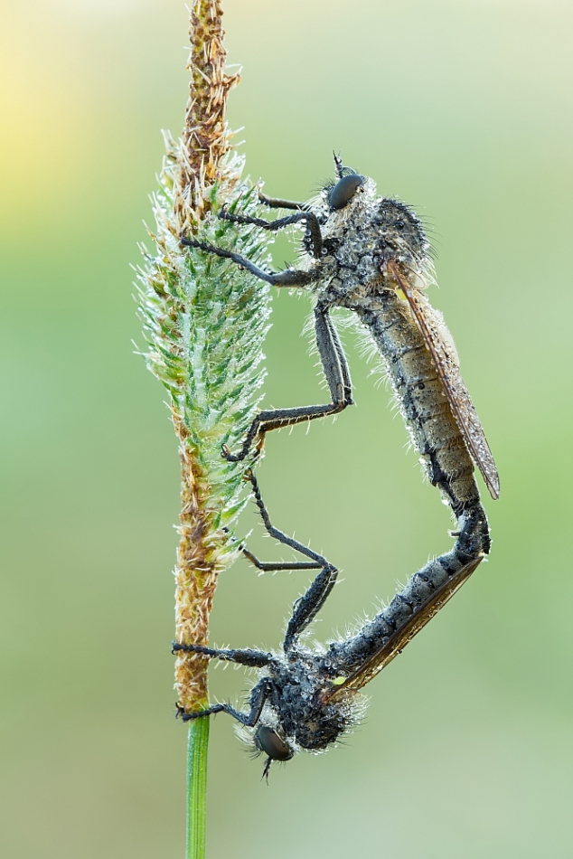 grzegorz - lowiki. . Zdjęcie 163054