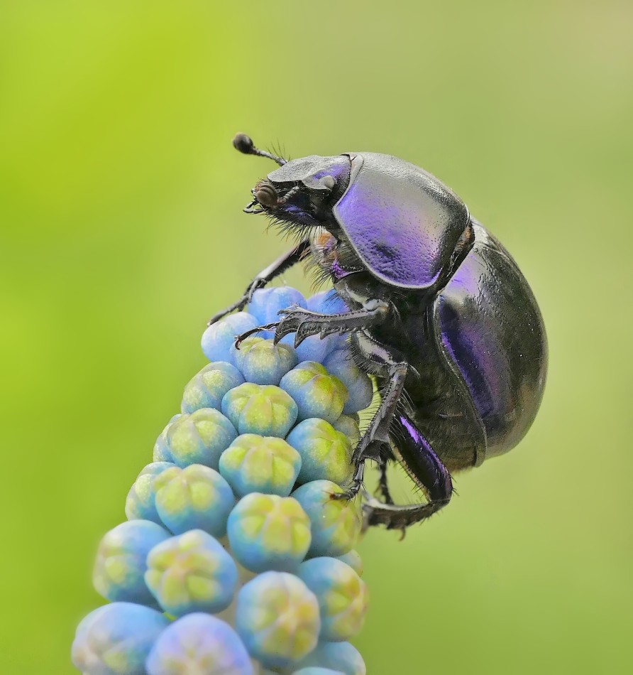 Owady w zbliżeniu: Ciekawe życie żuka. . Zdjęcie 339349