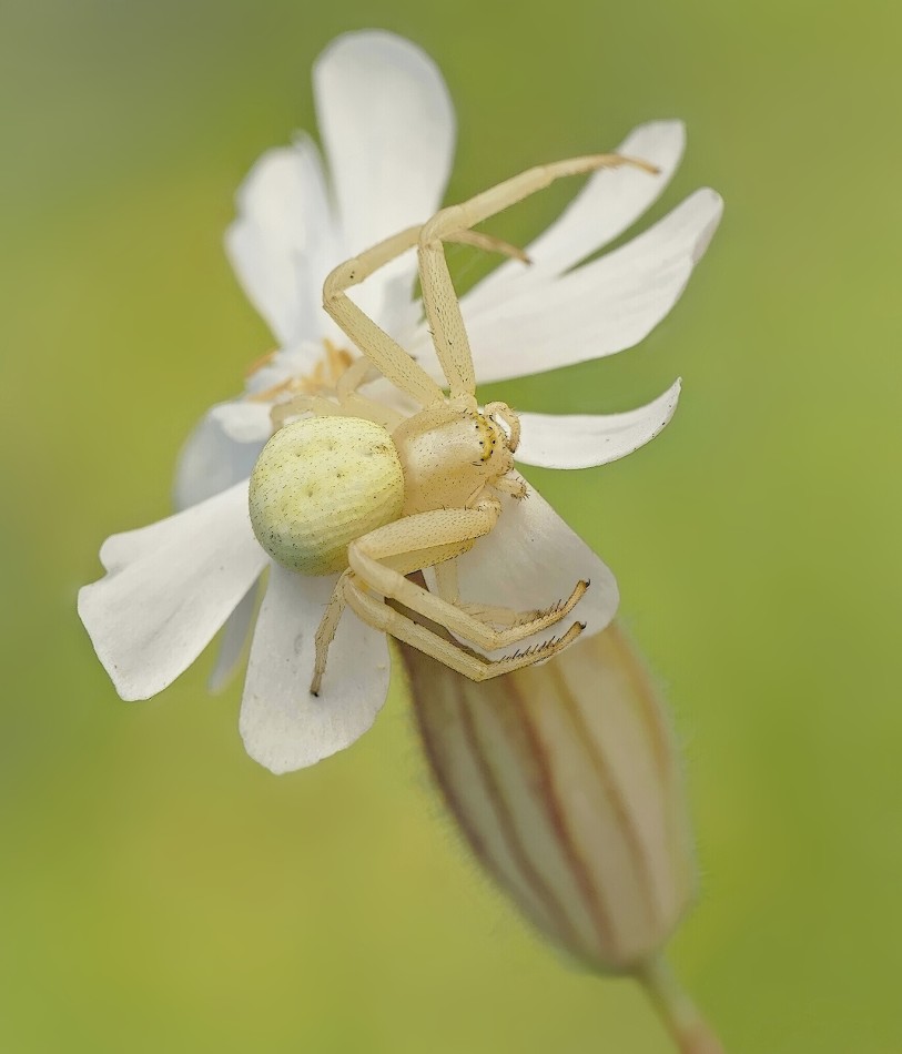 Pająk na białym kwiecie - Makrofotografia. . Zdjęcie 339272